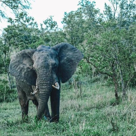 Honeyguide Tented Safari Camps - Mantobeni Manyeleti Game Reserve Exterior foto
